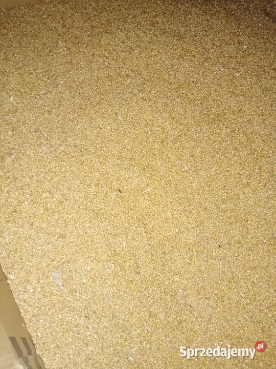 Sprzedam zboża z 2023 roku Małogoszcz