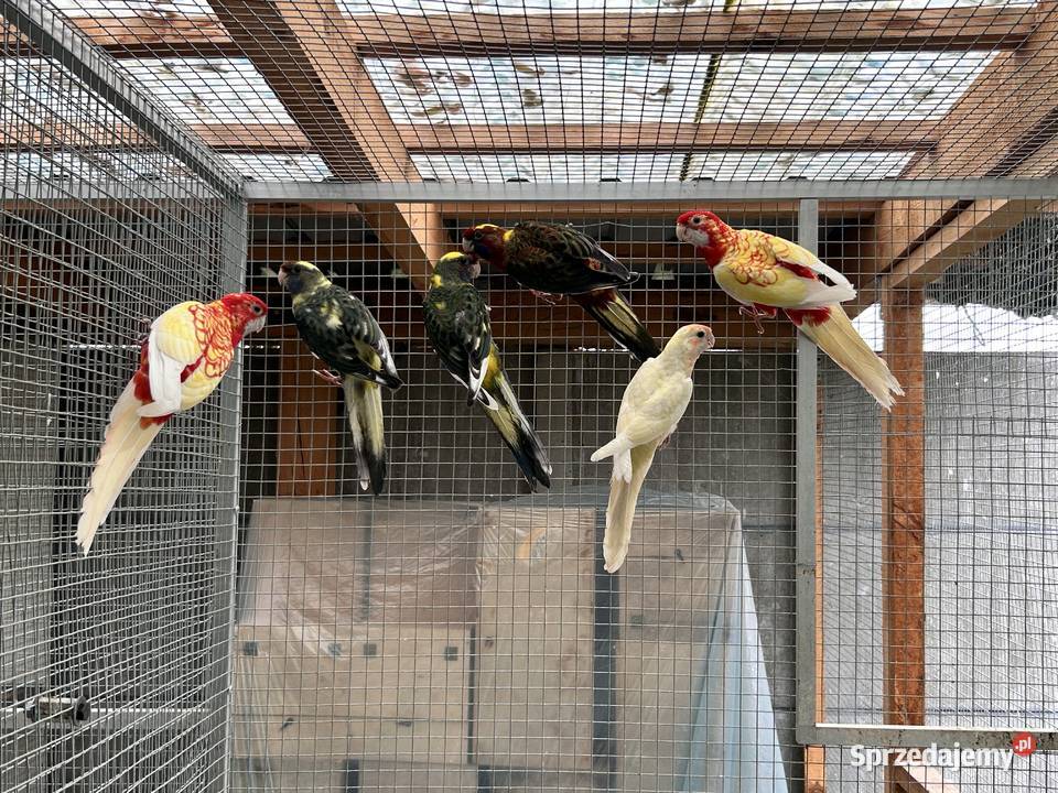 Rozelle królewskie opolskie Młodoszowice