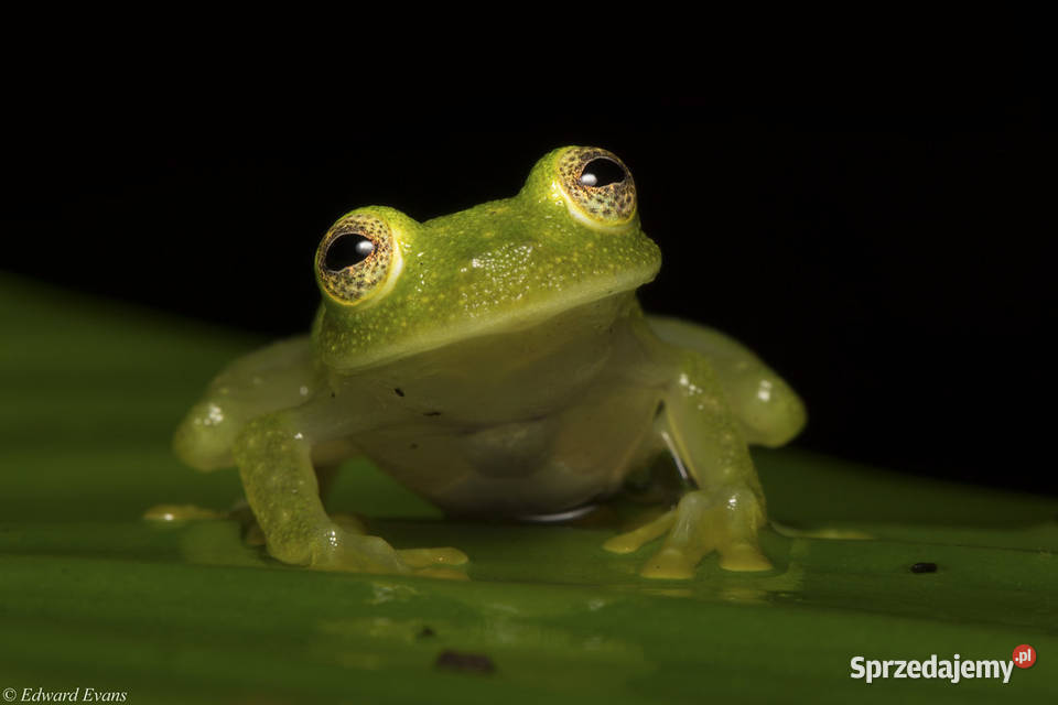 Hyalinobatrachium Fleischmanni Glass Frog dolnośląskie Oława