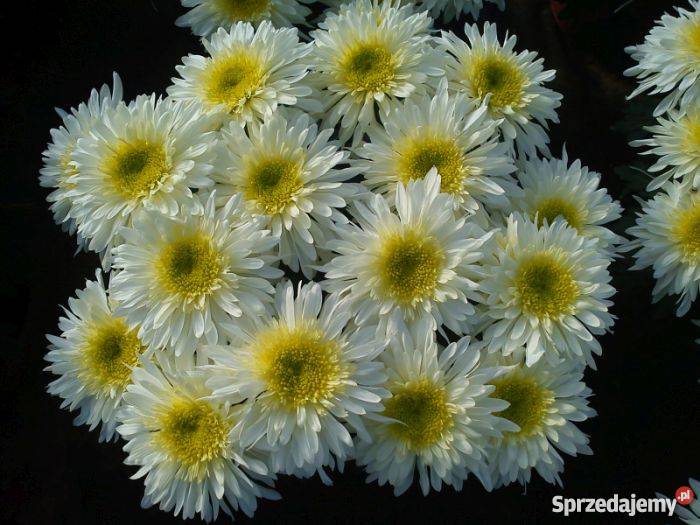 Chryzantemy wielkokwiatowe i średniokwiatowe Sandomierz