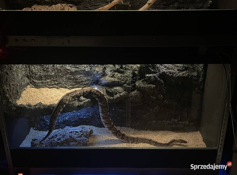 Pyton królewski razem z terrarium Gady i płazy Bluszczów
