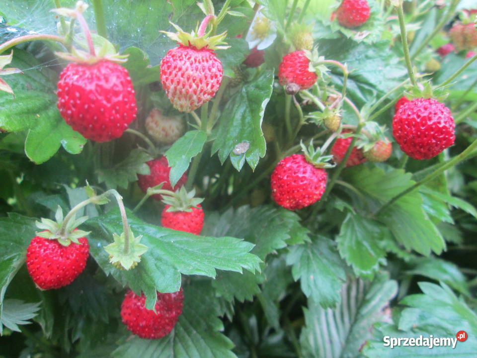 poziomka ogrodowa sadzonki Owocowe Borówno
