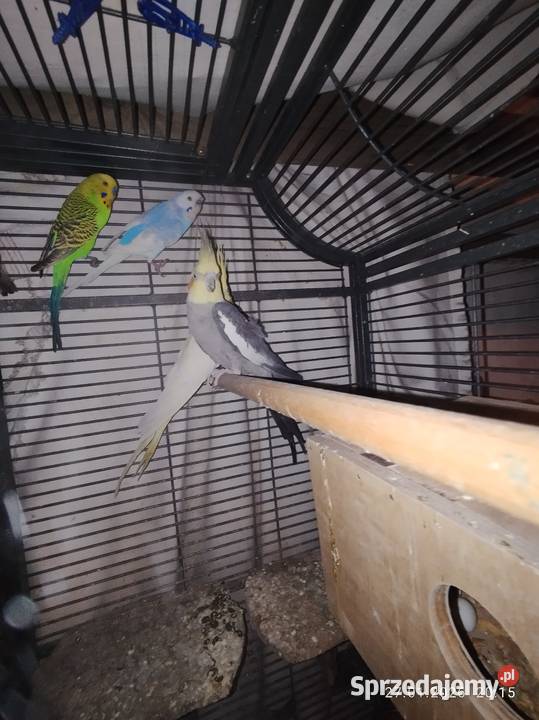 Papugi nimfy para Żnin