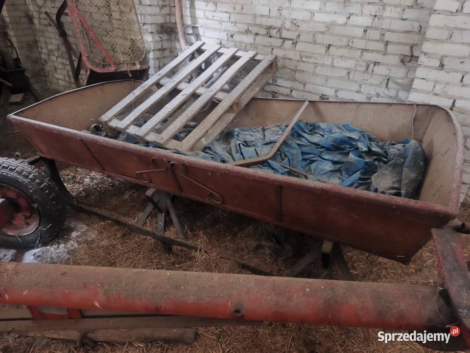 Sanie konne Bogusław