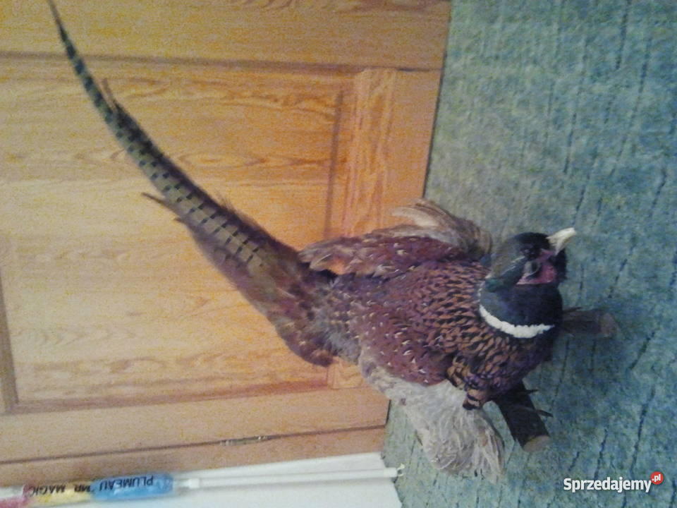 Wypchany bażant Pozostałe mazowieckie Milanówek