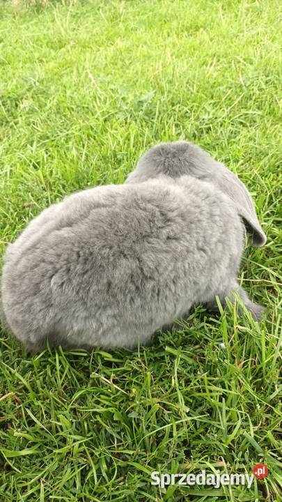 Krliki kilka złotych Łomża sprzedam