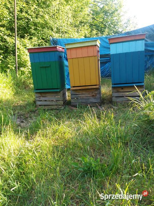 Pszczoły ule odkłady pszczele 2024 Bursztynowa Mniszków sprzedam