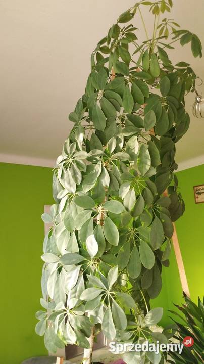 Szeflera Zielone mazowieckie Lipowiec Kościelny