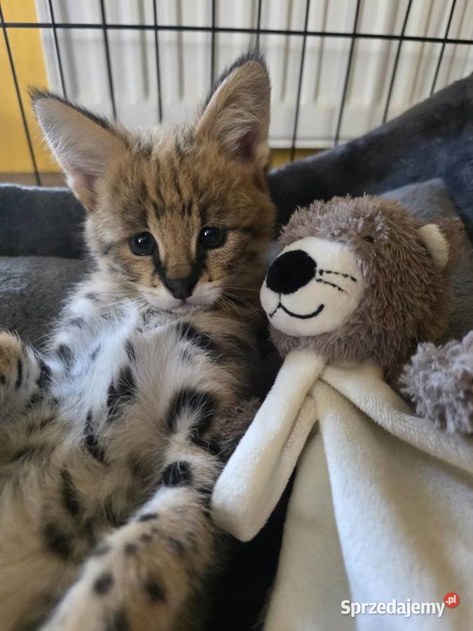 Serwal sawannowy serval afrykański ręcznie sprzedam