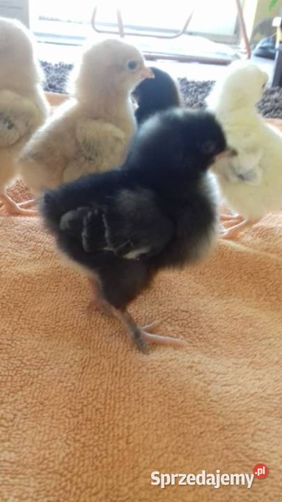 Sprzedam drub Krasnopol sprzedam