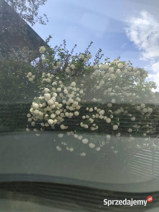 Dom 131m Słocina Rzeszów dostępny zaraz