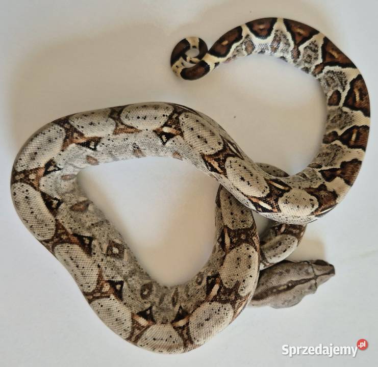 16 boa cesarski cb25 samica Chrzanów