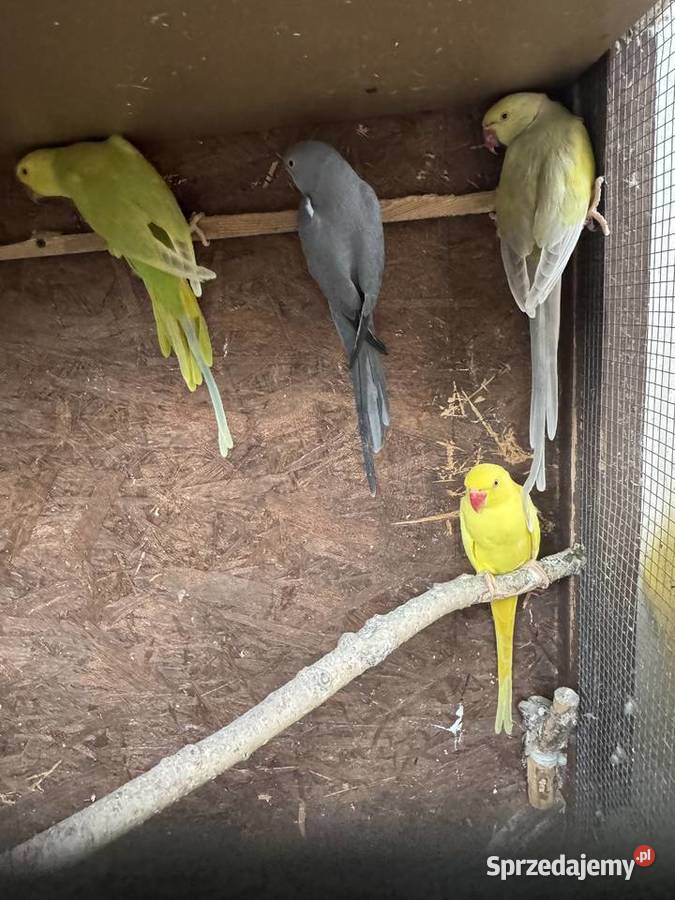 Papugi Papuga Aleksandretty Aleksandretta Warszawa