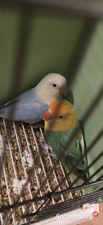 Para lęgowa nierozłączek dilute Ptaki Warszawa