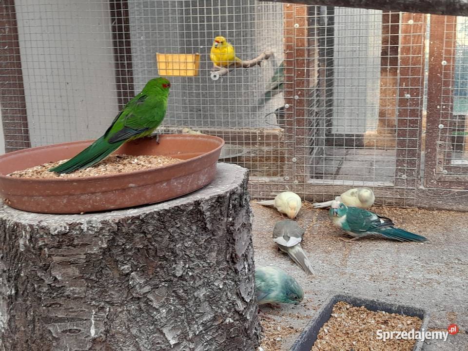 Sprzedam papugi modrolotki Ostrów Wielkopolski