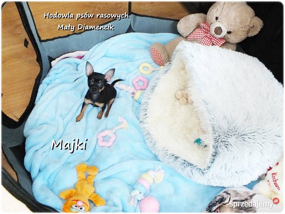 Maleńki Piesek MAJKI Pinczer miniaturowy Pozostałe Żary