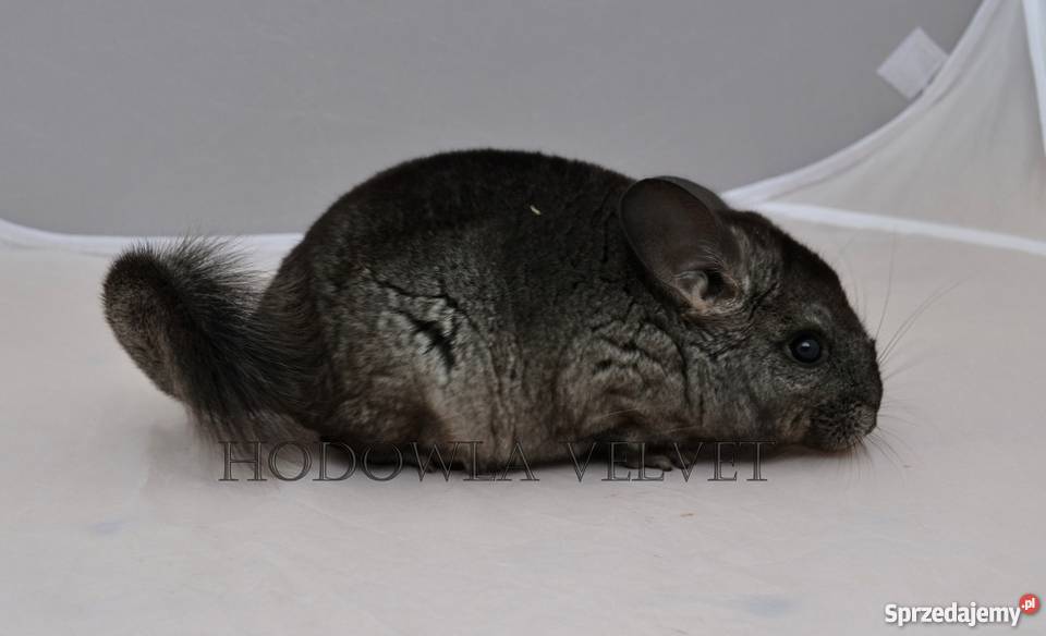 Szynszyla Szynszyl samiczka Ebony Light szary Perzyce