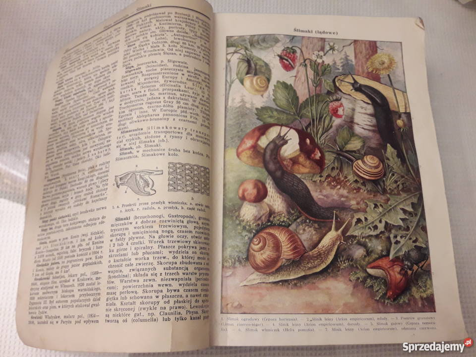 Ilustrowana Encyklopedia Powszechna wyd Piotrków Trybunalski