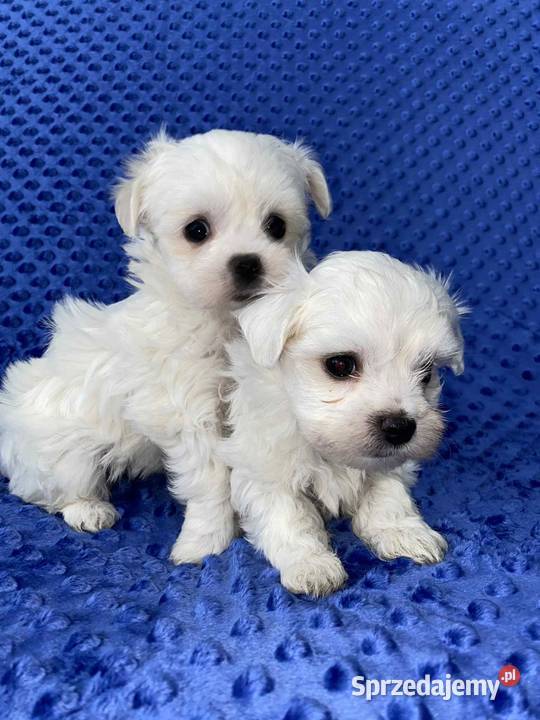 Maltańczyk gotowy do odbioru Będzin