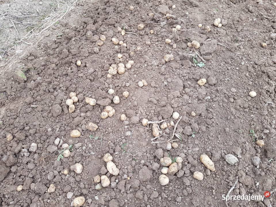 Ziemniaki o wymiarach sadzeniaka smaczne dolnośląskie Jelenia Góra