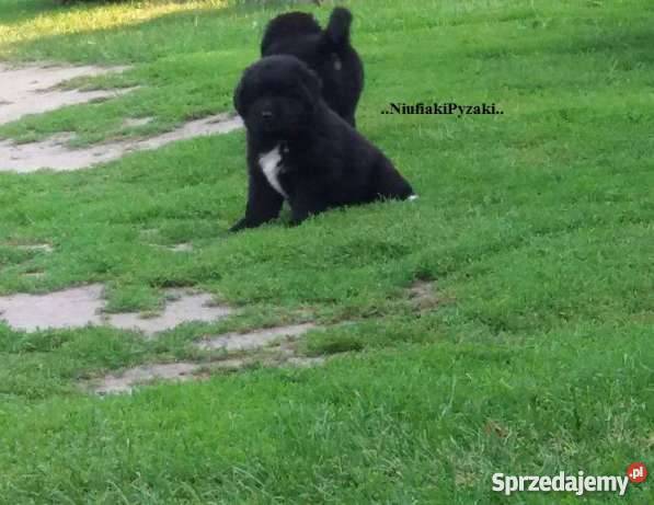 Nowofunland Nowofundland z RODOWODEM Parczew