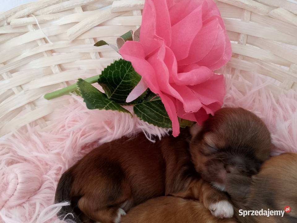 Czekoladowa suczka rasy ShihTzu Shih Tzu