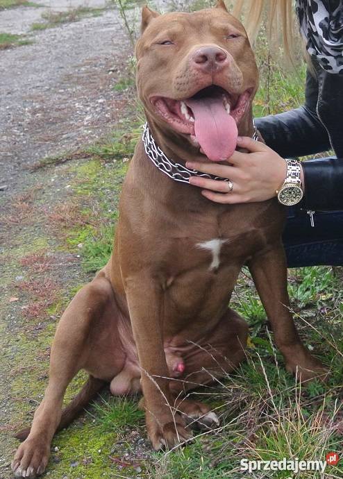 Suczka PitBull Red Nose Lipno sprzedam