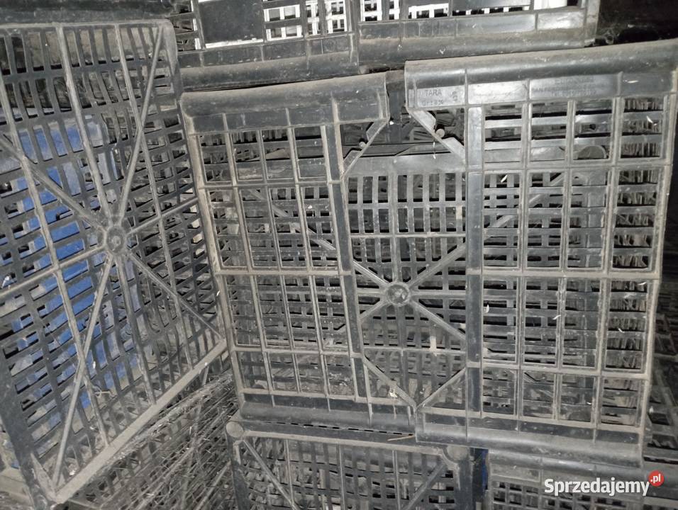 Sprzedam skrzynki do ziemniaków kiełkowanych Gutów