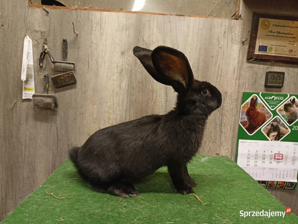 Belgijski olbrzym Leżajsk