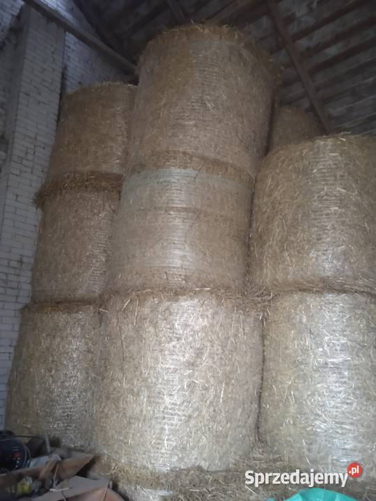 Słoma w belach pszenżytnia Trawy, słoma Przyłęk