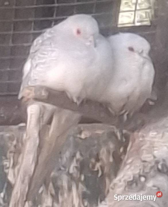 Gołąbki diamentowe Ptaki Rydułtowy