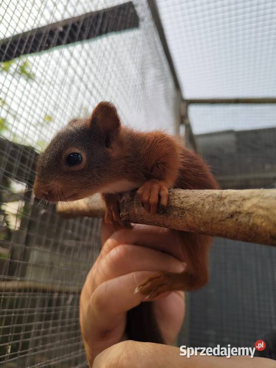 Japońskie wiewiorki Ptaki Ptaki wielkopolskie Złotów
