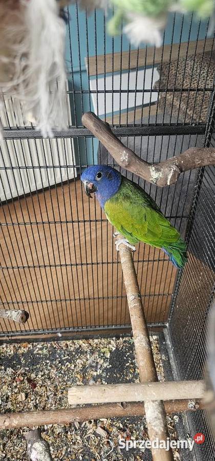 Piona niebieskoglowa dolnośląskie sprzedam