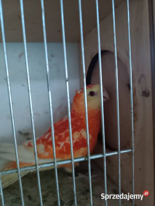 Papugi śląskie Orzesze