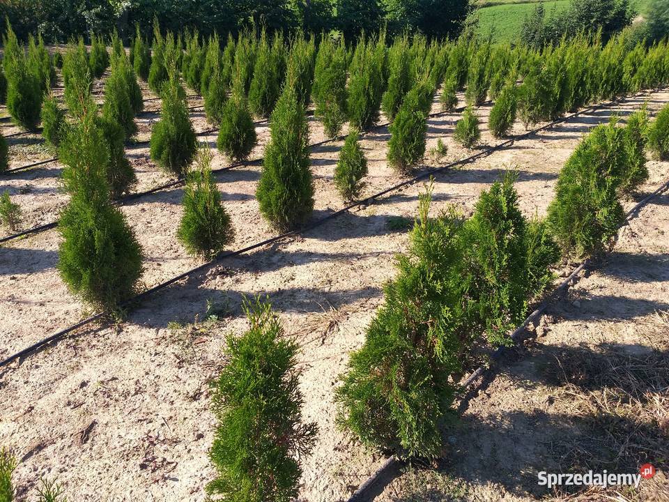 Tuja Thuja Smaragd Szmaragd Śniadka Druga