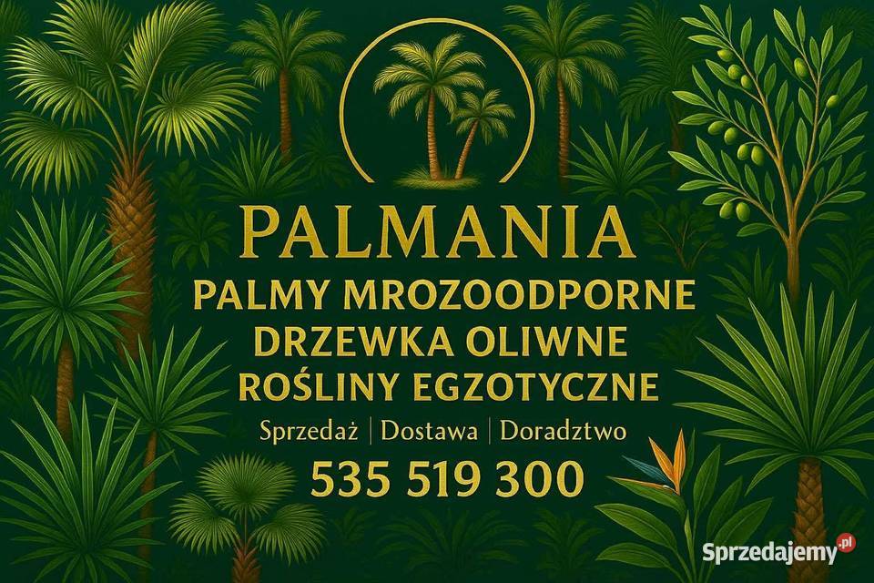 Palma Mrozoodporna Trachycarpus Fortunei Dudki