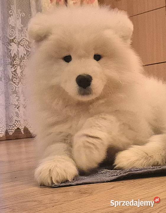 Samoyedsamojed małopolskie Miechów
