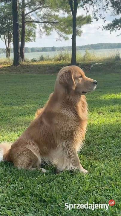 Golden Retriever złoty szczeniak