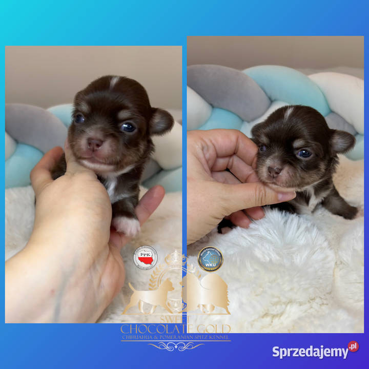 Chihuahua mini piesek czekoladowy długowłosy Bełchatów