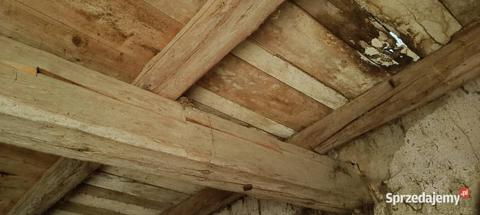 Belki dolnośląskie Jarosław