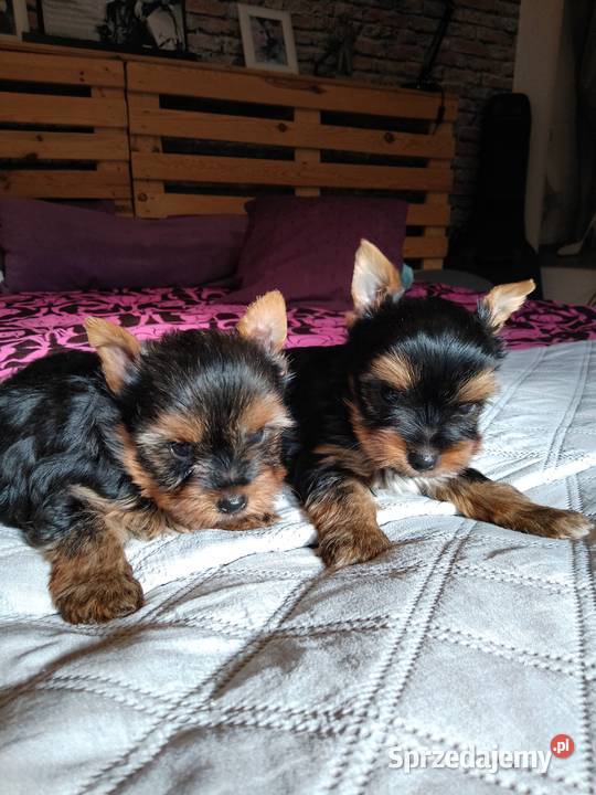 Sprzedam York shire Terrier Psy zachodniopomorskie Tanowo