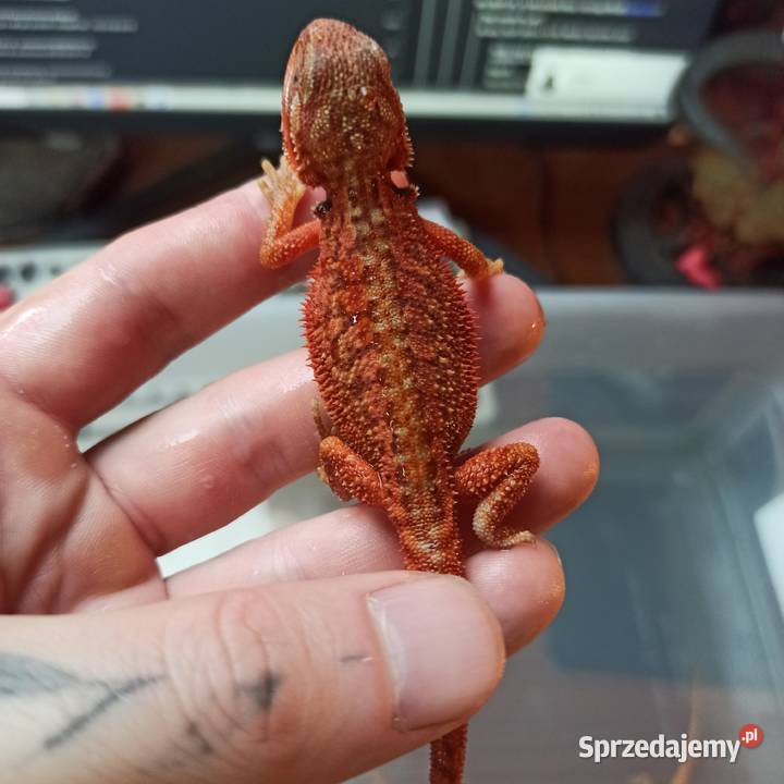 Agama Brodata Jaszczurka Początkujących Błonie