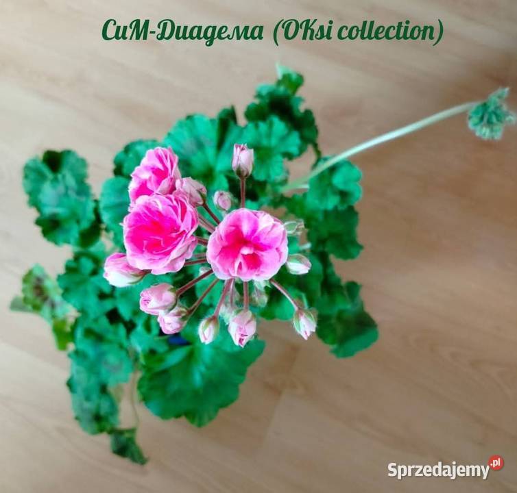 Sadzonki pelargonii kolekcjonerskie Koszalin