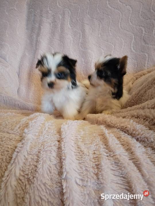 Sprzedam sunie Yorkshire Terrier Bewer Tanowo