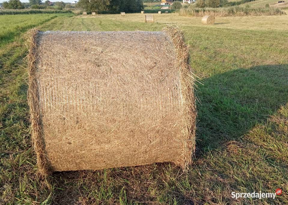 Sprzedam Siano w balotach 120x120 Pakość