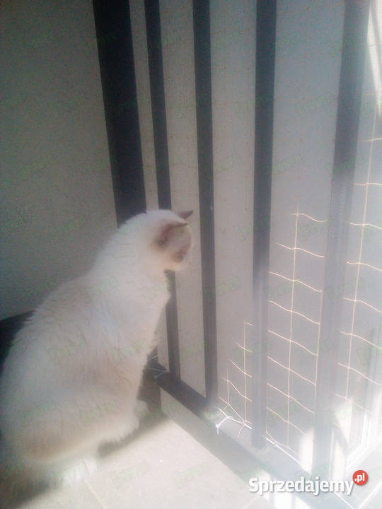 Siatka na balkon kota z montażem BEZINWAZYJNYM Pozostałe Warszawa