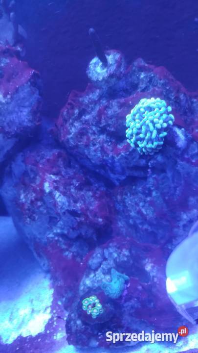 Akwarium Morskie 200l 100x40x50 lubuskie Czerwieńsk sprzedam