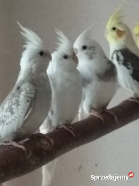 Nimfy białogłowe Rybnik sprzedam