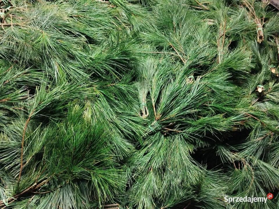 Sosna wejmutki Brzeg