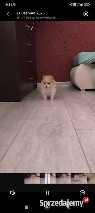 Szpic miniaturowy pomeranian piękny miniaturowy Mielec